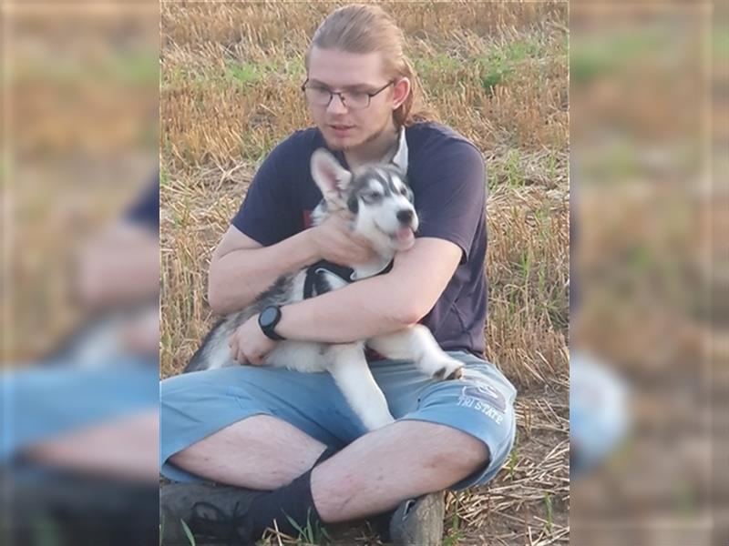 Husky Junghunde weiblich 3 Stück