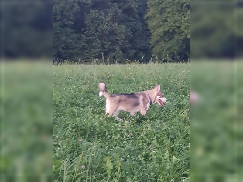 Husky Junghunde weiblich 3 Stück