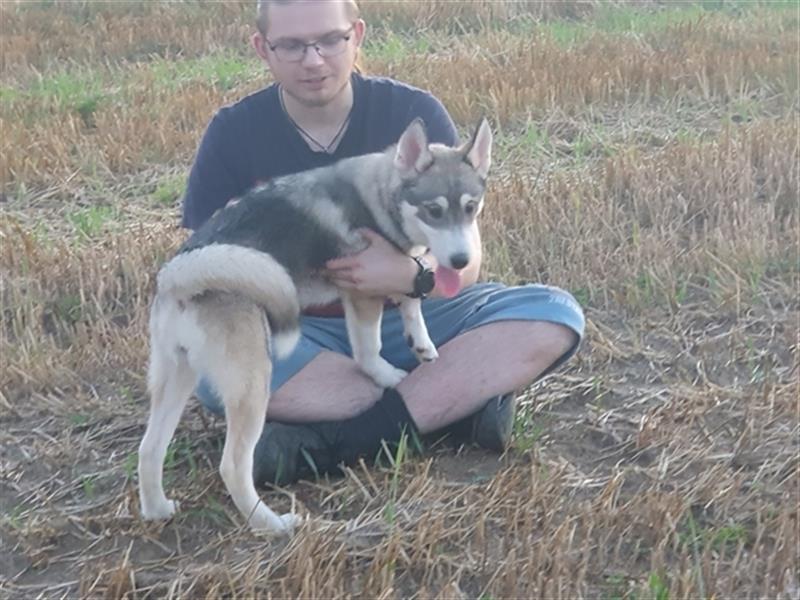 Husky Junghunde weiblich 3 Stück