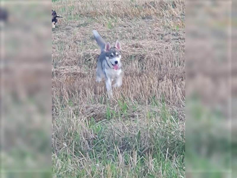 Husky Junghunde weiblich 3 Stück