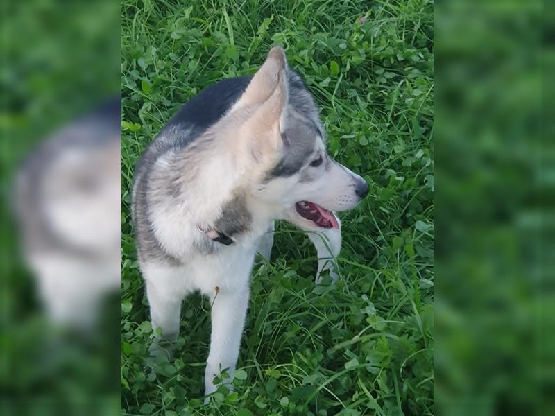 Husky Junghunde weiblich 3 Stück