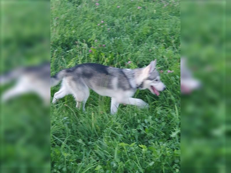 Husky Junghunde weiblich 3 Stück