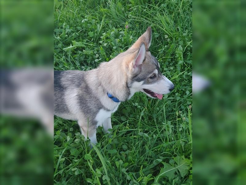 Husky Junghunde weiblich 3 Stück