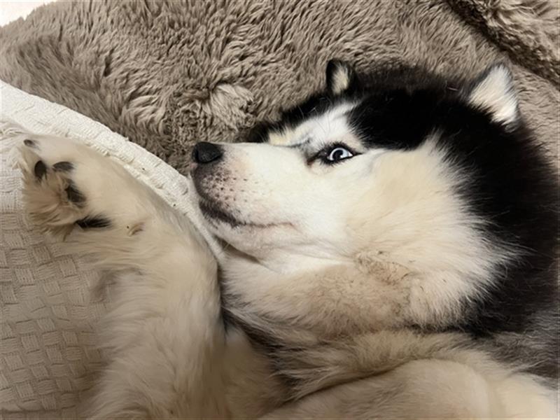 Siberian Husky Hündin