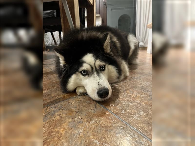 Siberian Husky Hündin