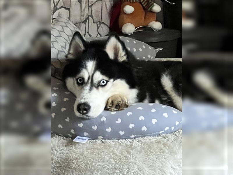 Siberian Husky Hündin