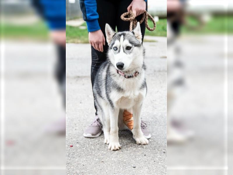 Huskymädchen Candy hat in ihrer Jugend schon Schlimmes erlebt !