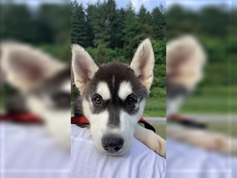 Husky Welpe weiblich