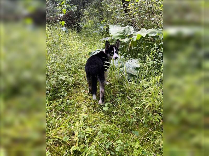 Wunderschöner Husky Mischling, Welpe (3 Monate) weiblich ist an liebevolle Hände abzugeben.