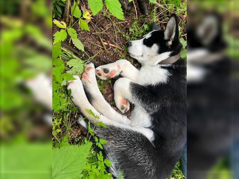 Wunderschöner Husky Mischling, Welpe (3 Monate) weiblich ist an liebevolle Hände abzugeben.