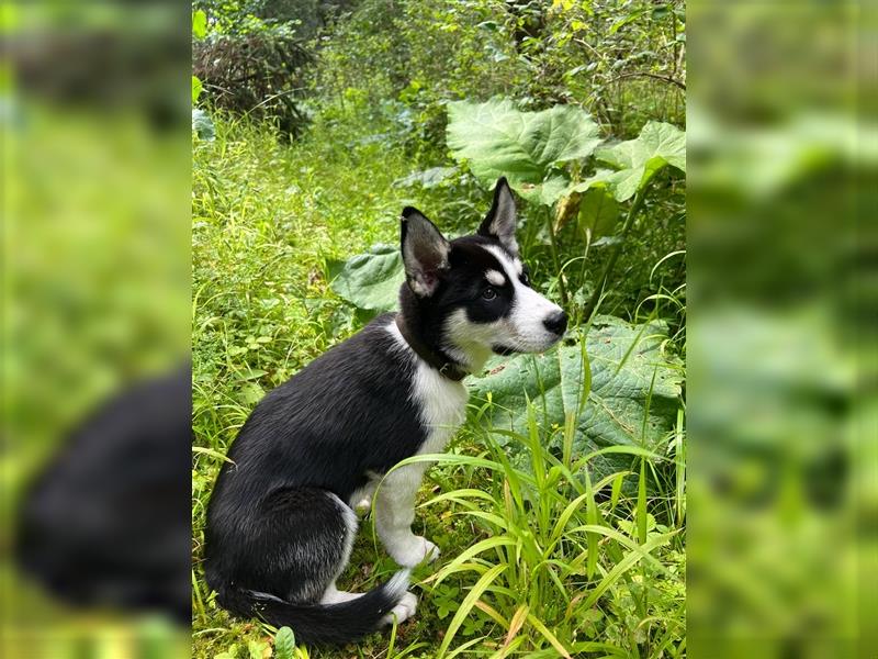 Wunderschöner Husky Mischling, Welpe (3 Monate) weiblich ist an liebevolle Hände abzugeben.