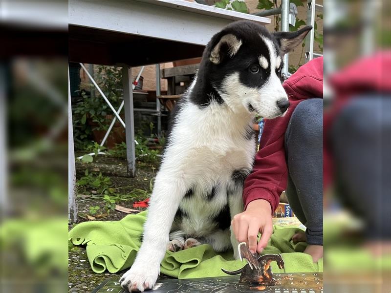 Wunderschöner Husky Mischling, Welpe (3 Monate) weiblich ist an liebevolle Hände abzugeben.