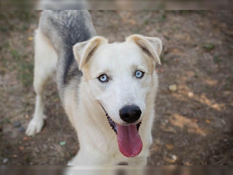 FELLOW - der hübsche und aktive Husky-Mix freut sich auf tolle Abenteuer mit seiner Familie