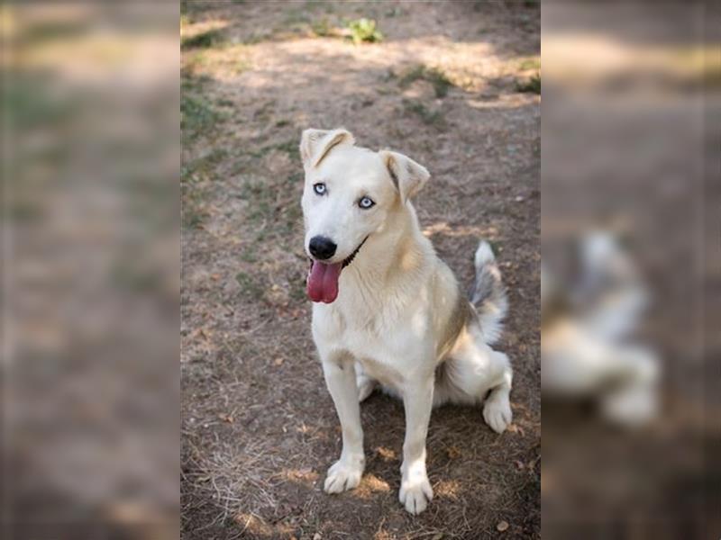 FELLOW - der hübsche und aktive Husky-Mix freut sich auf tolle Abenteuer mit seiner Familie