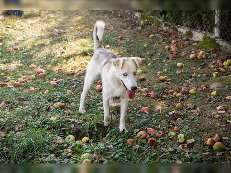 FELLOW - der hübsche und aktive Husky-Mix freut sich auf tolle Abenteuer mit seiner Familie