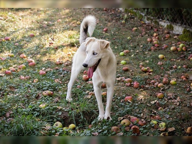 FELLOW - der hübsche und aktive Husky-Mix freut sich auf tolle Abenteuer mit seiner Familie