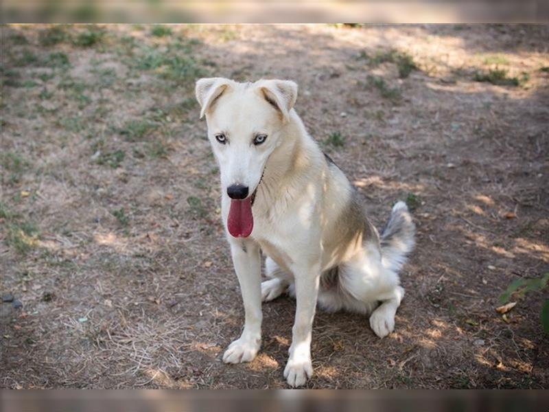 FELLOW - der hübsche und aktive Husky-Mix freut sich auf tolle Abenteuer mit seiner Familie