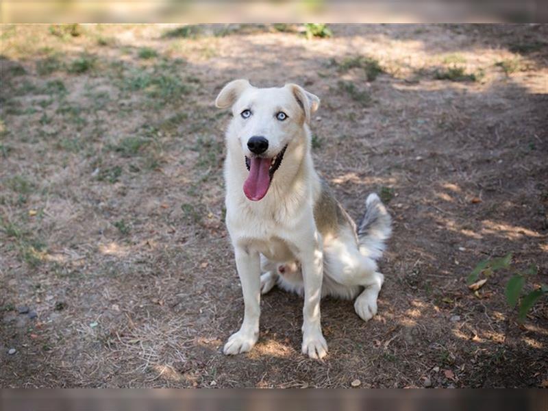 FELLOW - der hübsche und aktive Husky-Mix freut sich auf tolle Abenteuer mit seiner Familie