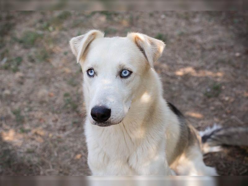 FELLOW - der hübsche und aktive Husky-Mix freut sich auf tolle Abenteuer mit seiner Familie