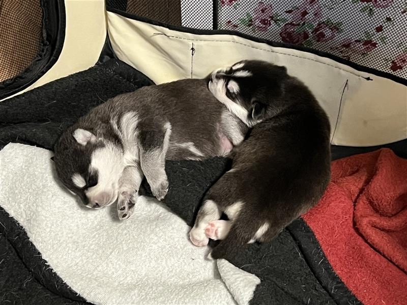 Sibirische Husky Welpen