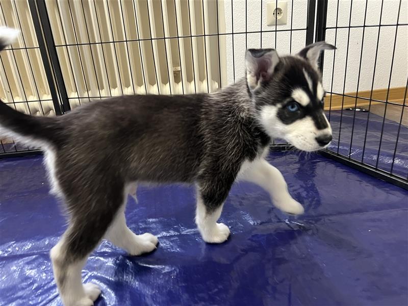 Sibirischer Husky Welpe Maximus