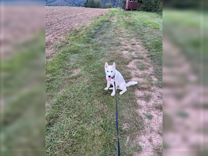 Husky Mischling sucht dringend neues zu Hause