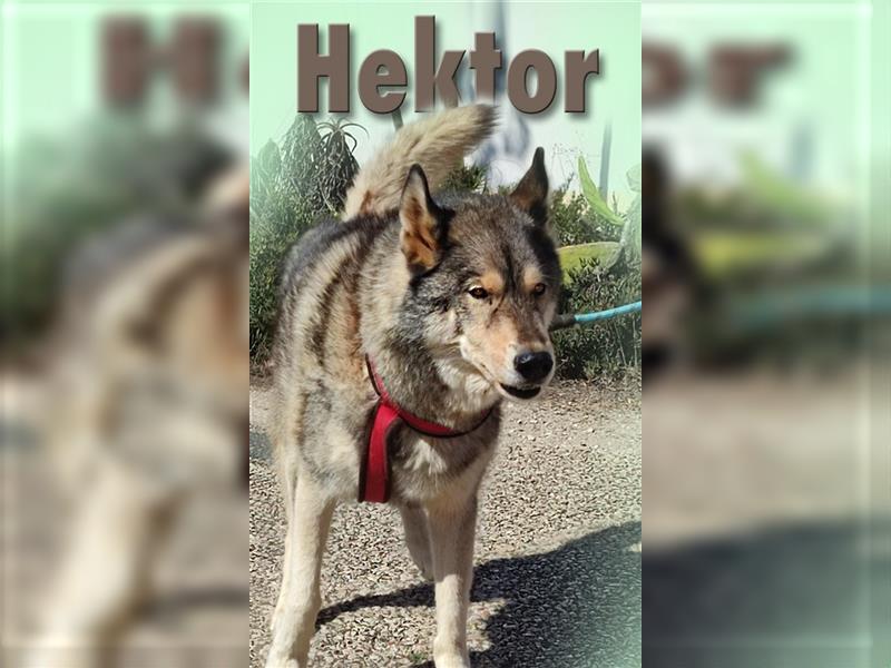 Hektor – ein agiler Senior