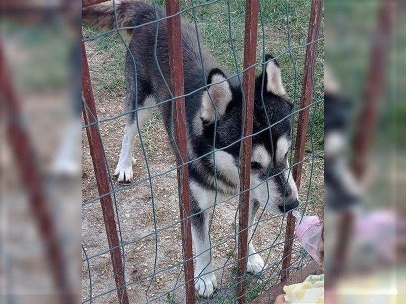 Husky ♥Tedy♥ aktiv und lebensfroh