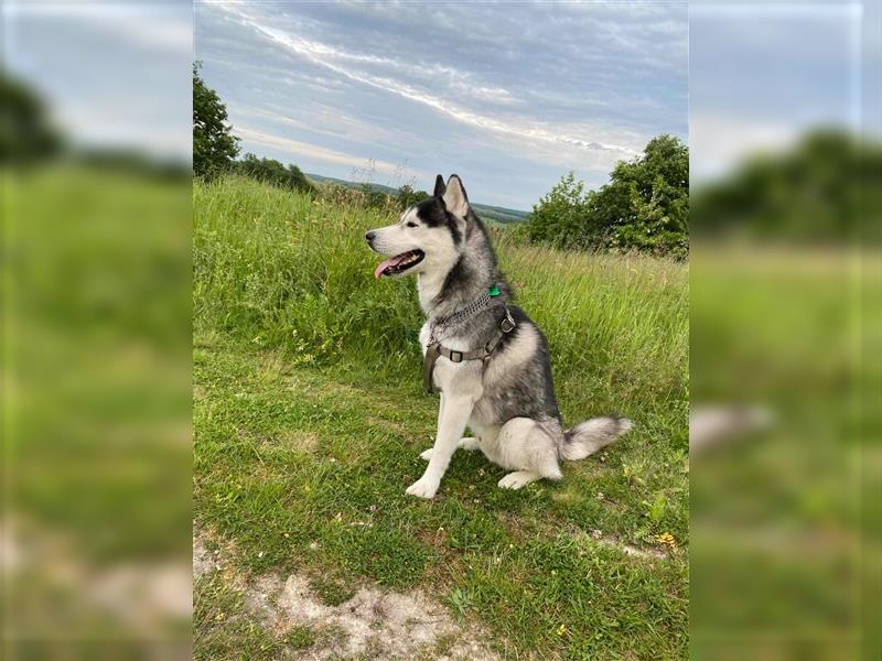 Bady, Siberian Husky