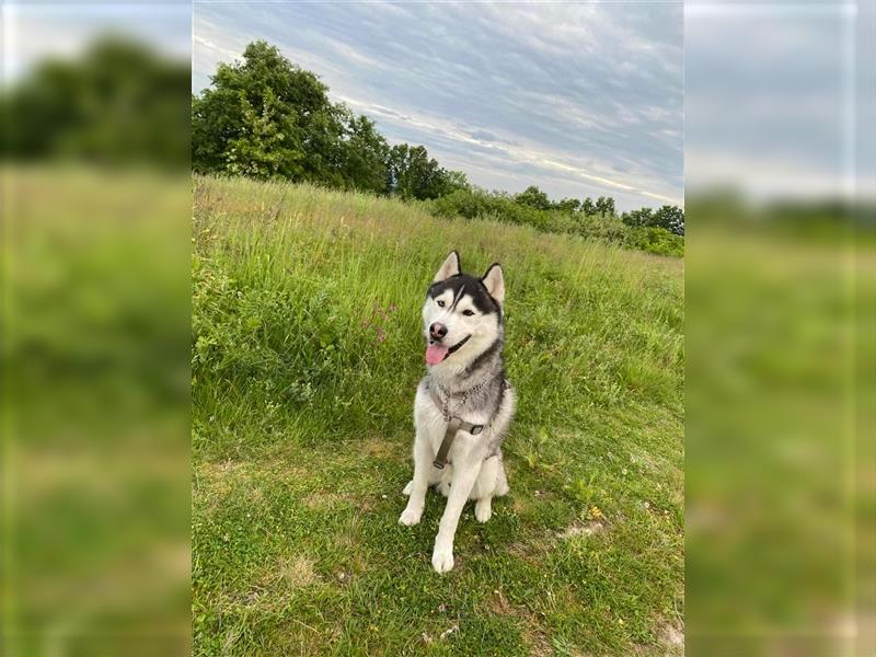 Bady, Siberian Husky