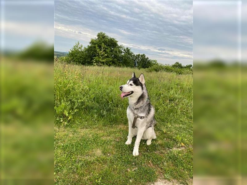 Bady, Siberian Husky