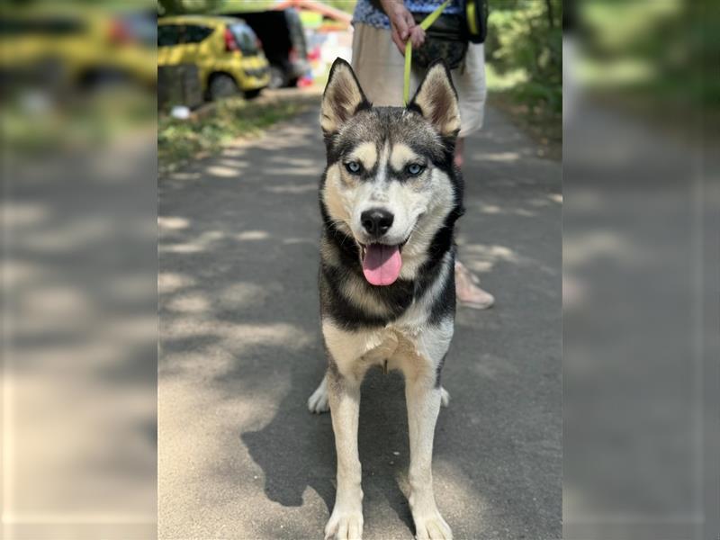 Demon, wunderschöner Husky sucht Liebhaber