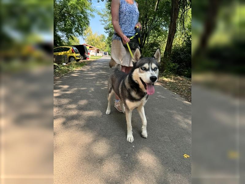 Demon, wunderschöner Husky sucht Liebhaber