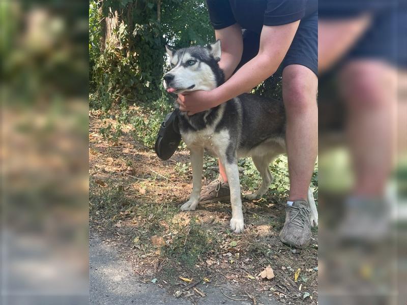 Demon, wunderschöner Husky sucht Liebhaber