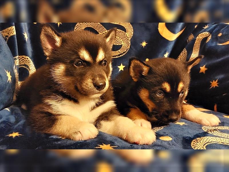 Husky Welpen sehr verschmust, suchen ein liebevolles Zuhause