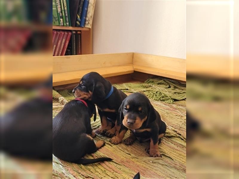 Schwarzwildbracke/Deutschdrahthaarwelpen suchen zu Hause