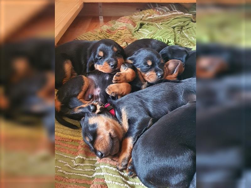 Schwarzwildbracke/Deutschdrahthaarwelpen suchen zu Hause