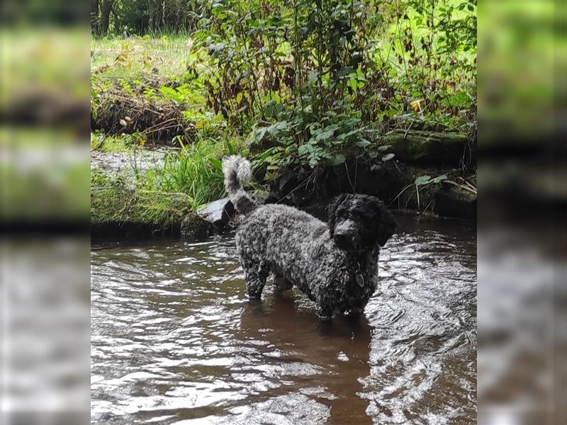 spanischer Wasserhund