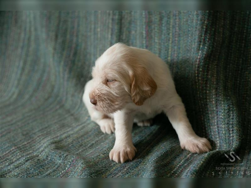 ASSAI, Spinone- Mädchen sucht neues Zuhause