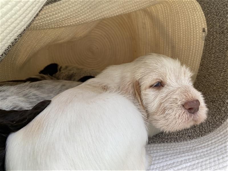 ASSAI, Spinone- Mädchen sucht neues Zuhause