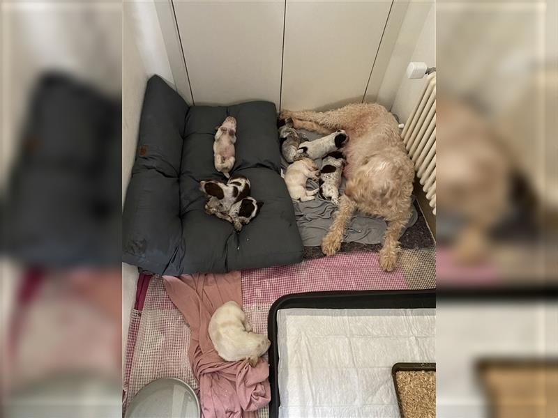 reinrassigen Spinone Italiano Welpen suchen neues und liebevolles  Zuhause - ab Juni 2024