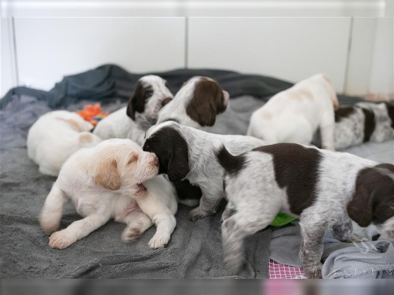 reinrassigen Spinone Italiano Welpen suchen neues und liebevolles  Zuhause - ab Juni 2024