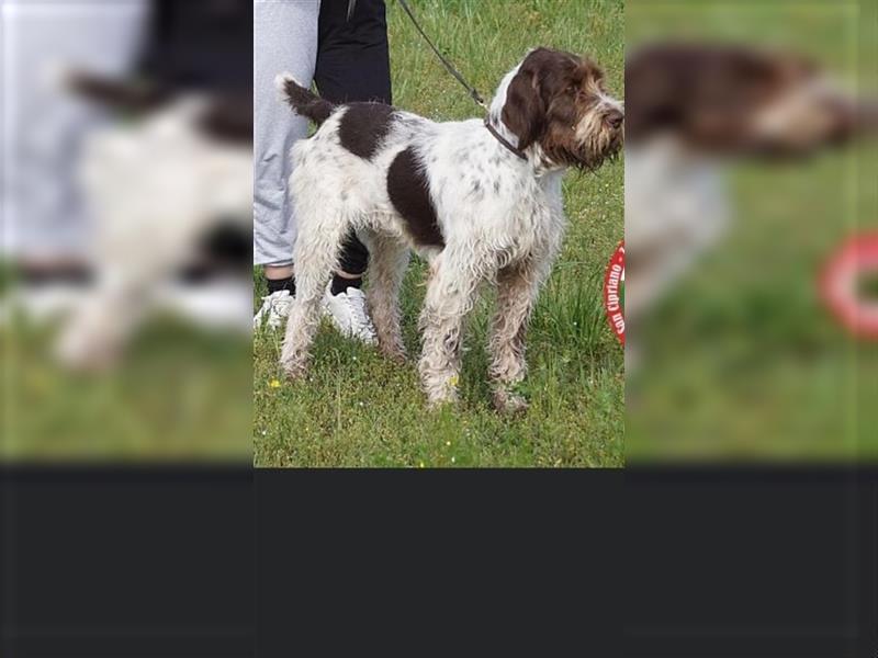 reinrassigen Spinone Italiano Welpen suchen neues und liebevolles  Zuhause - ab Juni 2024