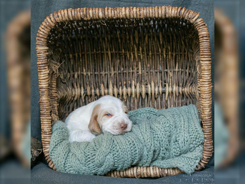 reinrassigen Spinone Italiano Welpen suchen neues und liebevolles  Zuhause - ab Juni 2024