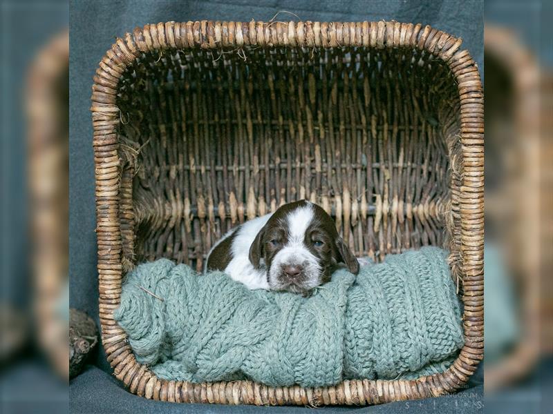 reinrassigen Spinone Italiano Welpen suchen neues und liebevolles  Zuhause - ab Juni 2024