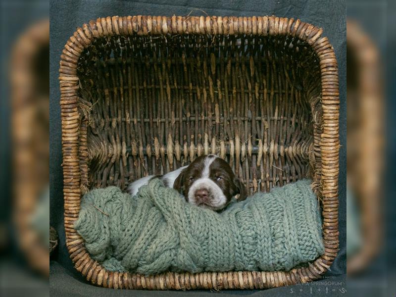 reinrassigen Spinone Italiano Welpen suchen neues und liebevolles  Zuhause - ab Juni 2024