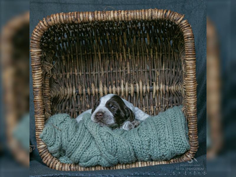 reinrassigen Spinone Italiano Welpen suchen neues und liebevolles  Zuhause - ab Juni 2024