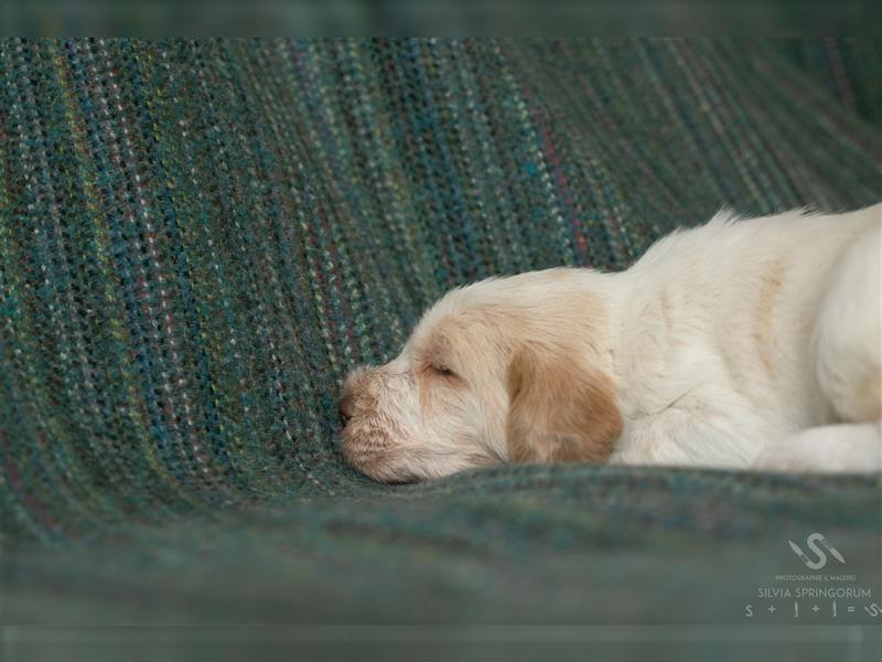 Doktor Adenauer: Spinone Italiano- Welpe  mit Charakter.