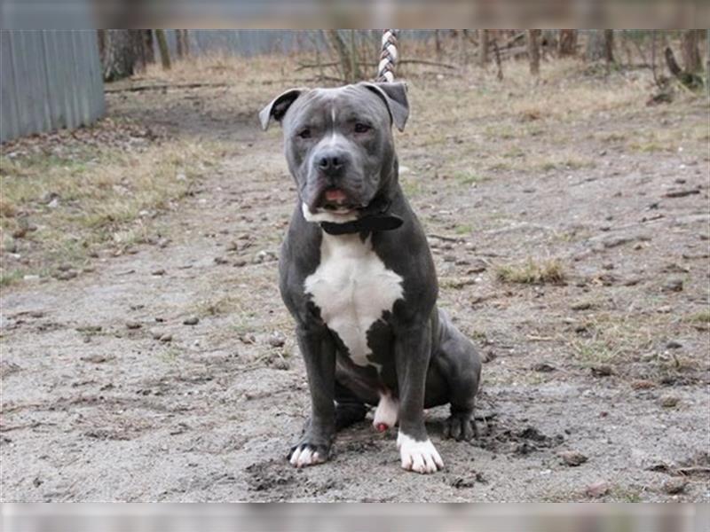 Timba, Staffordshire Bullterrier-Pitbull-Mix, geb. 2022, freundlicher und witziger Bulli-Bube