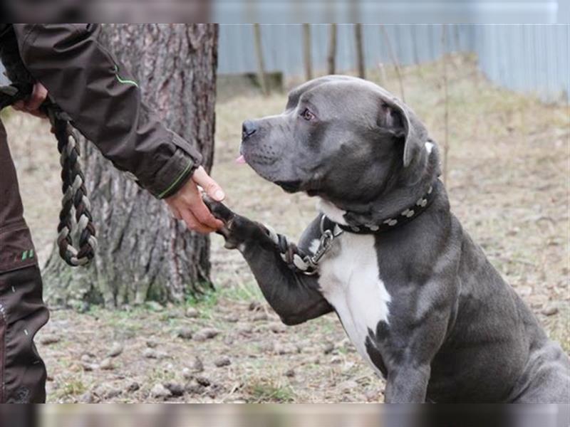 Timba, Staffordshire Bullterrier-Pitbull-Mix, geb. 2022, freundlicher und witziger Bulli-Bube